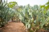 20150912- Babylonstoren-25.jpg