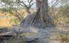 20150919- Botswana-300.jpg
