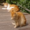 cats2.JPG