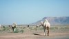 Camels.jpg Camels.jpg