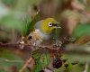 Silvereye.jpg Silvereye.jpg