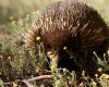 Echidna.jpg Echidna.jpg