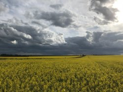 Canola 4.jpg Canola 4.jpg