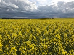 Canola 6.jpg Canola 6.jpg