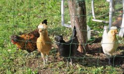 blumegg2.JPG blumegg2.JPG