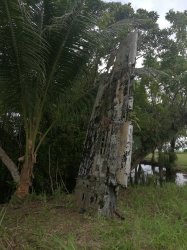 126 - Wing in ground - Buna.jpg 126 - Wing in ground - Buna.jpg