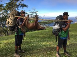 167 - Pig caught.jpg 167 - Pig caught.jpg