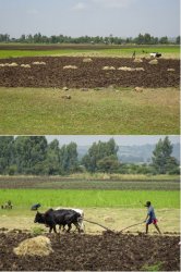 Ramble3 snip6.JPG Ramble3 snip6.JPG