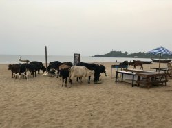 C555D263-DDCE-4830-8687-A908E7D0F1ED.jpeg C555D263-DDCE-4830-8687-A908E7D0F1ED.jpeg