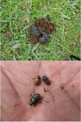 Ramble4 snip15.JPG Ramble4 snip15.JPG