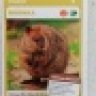 quokka77