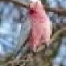 galah