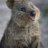 Quokka