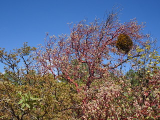 41337658804_174d44486f_n.jpg