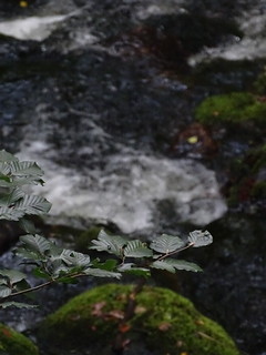 28902694753_22caab02db_n.jpg