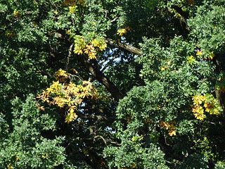 28951052320_72519fd81e_n.jpg