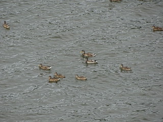 29215774050_c7aabaa419_n.jpg