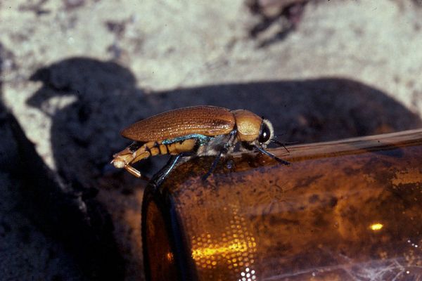 www.livescience.com