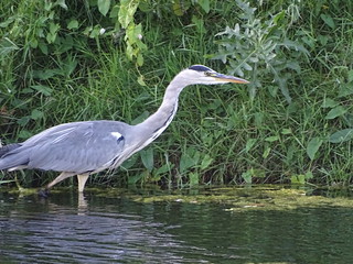 29209855376_145fe1bb11_n.jpg