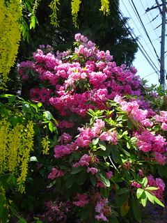 41652843375_dea6cdfb88_n.jpg