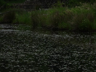 41686611644_6f3ff20699_n.jpg