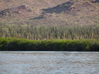 42007796912_ca31aaa368_n.jpg
