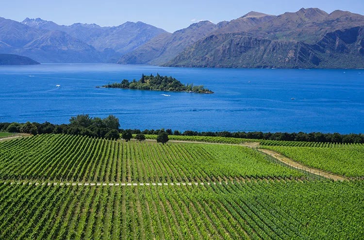 australianwinereviews.blogspot.com